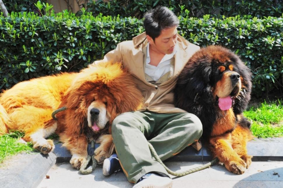 The most expensive dog in the world. Rare Tibetan Mastiff puppy (dog on the right,)  2 million.
