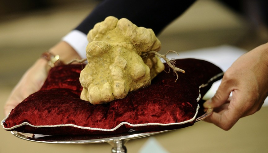 The most expensive mushroom in the world. Italian White Alba Truffle, 1.51 Kilograms, $160,406.