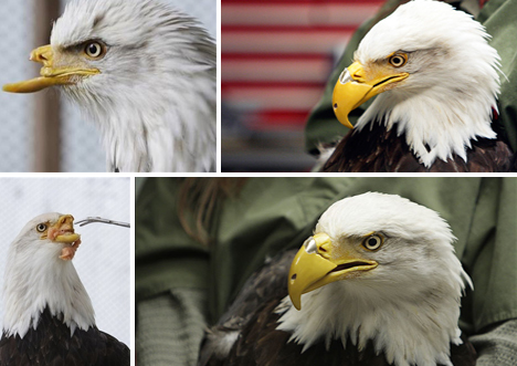 Bald eagle loses her beak after being shot in the face by poachers. Engineers design a prosthetic beak for the bird