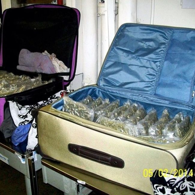 weed in suitcase - 031~1204