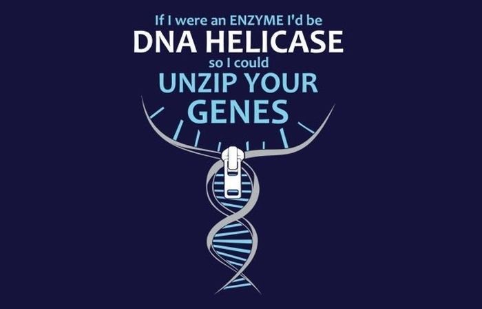 if i were an enzyme - If I were an Enzyme I'd be so I could Dna Helicase Unzip Your E, Genes