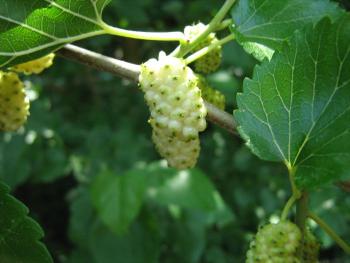 Mulberries  Eating unripe mulberries can make you hallucinate. Youll want to avoid doing that if intense vomiting is something that youd consider part of a bad trip.