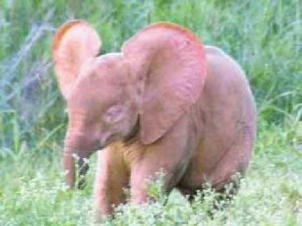 Pink baby elephant