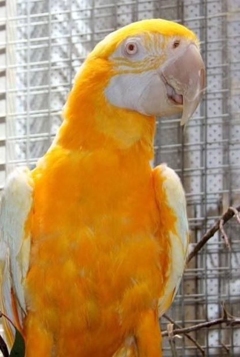 Gold Parrot