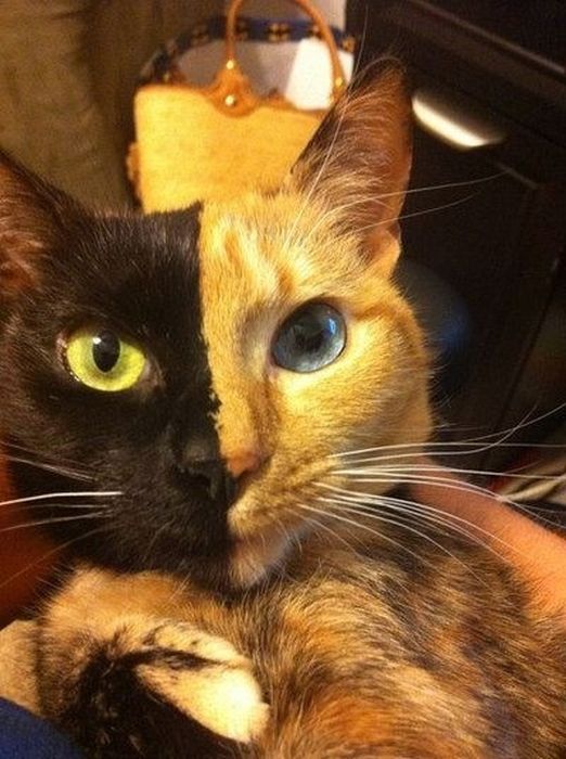 Chimera Cat. A chimera in genetics is when the cells from two distinct eggs in the womb merge together to create one total offspring.