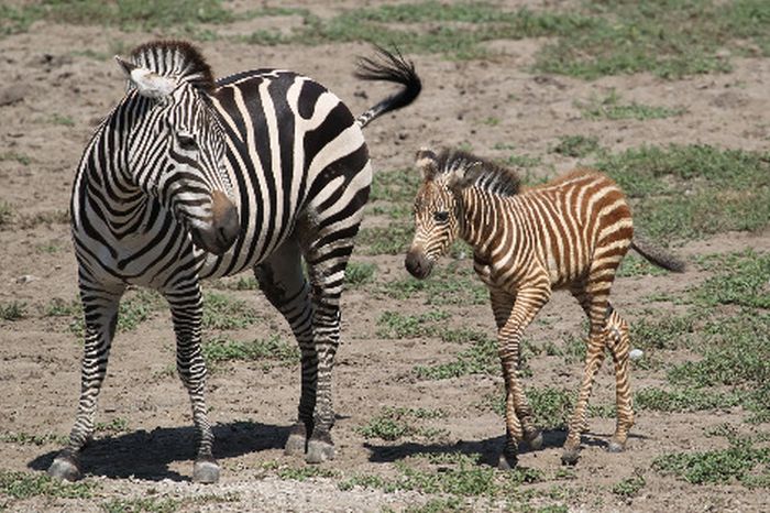 Erythristic Baby zebra.