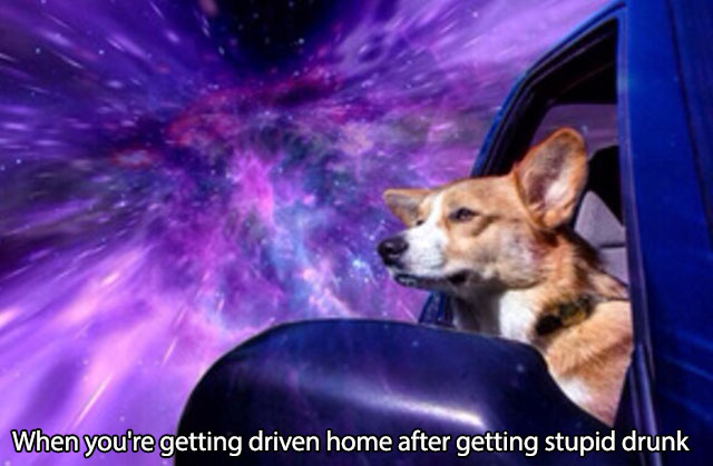 dog in the space - When you're getting driven home after getting stupid drunk