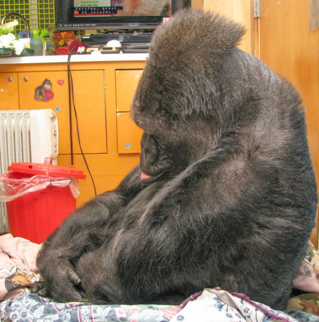 Koko the Gorilla mourning Robin Williams: Dr. Patterson told Koko that we have lost a dear friend, Robin Williams. Koko signed CRY LIP, withdrew, and became very somber, with her head bowed and her lip quivering.