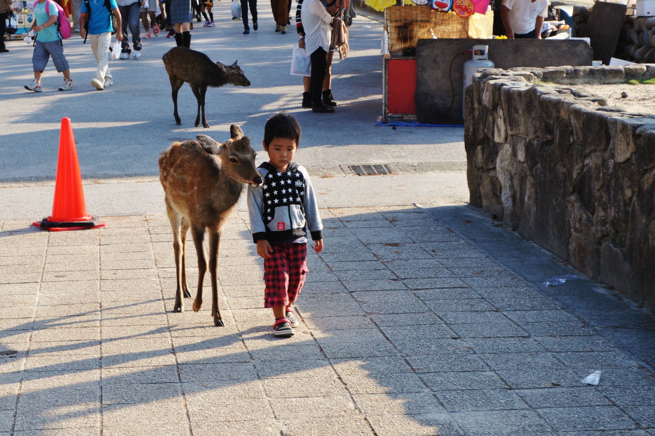 Theres an island in Japan, Miyajima, where deer roam free by the hundreds. This one was silently walking around with this kid for a few hours.
