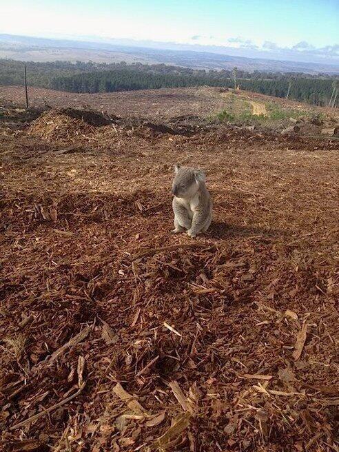 A koala sitting in the remains of his home