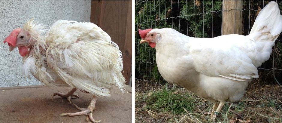 Battery caged chicken on the day it was let out of its cageand the same chicken three months later after enjoying life as a free range chicken