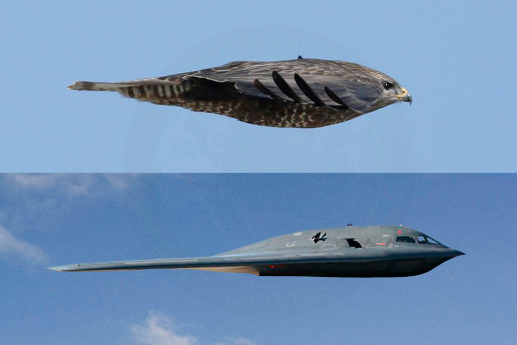 Profile of a B-2 Spirit Bomber, alongside a raptor