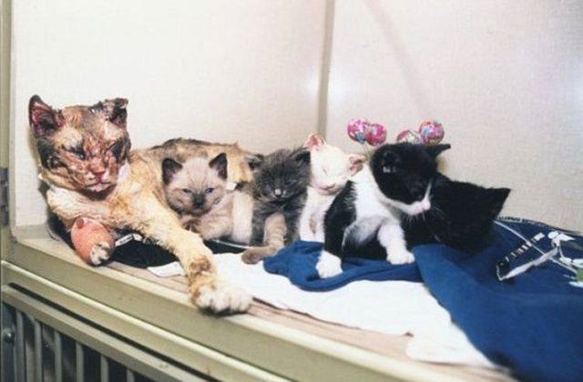 Mother cat walks through flames 5 times to save kittens from building fire in Brooklyn, NY.