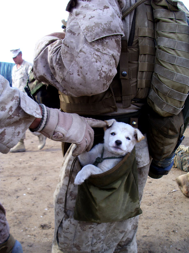After following them for miles, the puppy was picked up and carried in a Marines drop pouch
