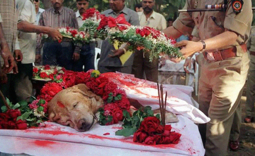 After saving thousands of lives during the Mumbai serial blasts of March 1993 by detecting more than 3,329 kgs of the explosive RDX, 600 detonators, 249 hand grenades and 6406 rounds of live ammunition, Zanjeer was buried with full honors in 2000.