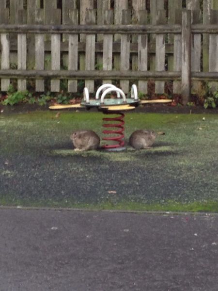 Ward's Random Picture Dump