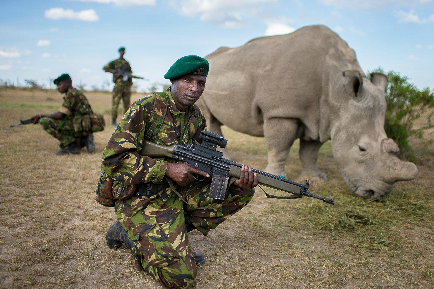 Bodyguards protect one of six remaining Northern White Rhinos