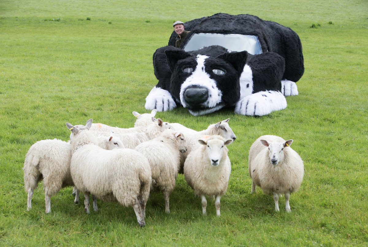 Car in a dog costume herding flock of sheeps
