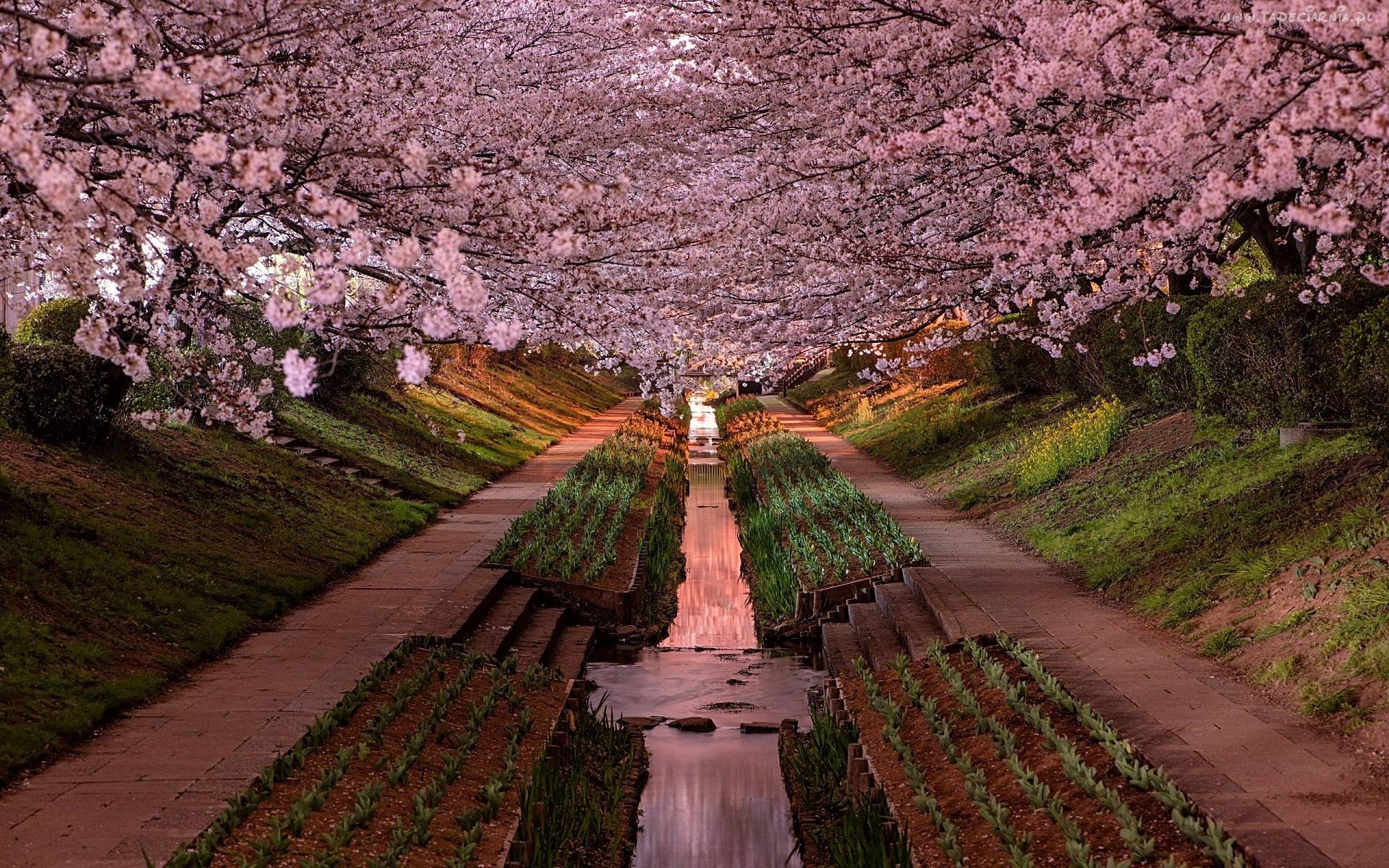 Yokohama Cherry Blossoms in Bloom