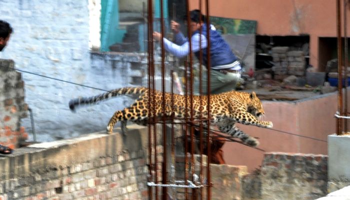 A leopard leaps across an under-construction structure near a furniture market in the Degumpur residential area as a bystander moves out of the way in Meerut on Feb. 23.