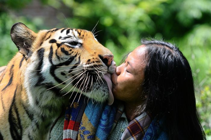 Mulan Jamilah, a 6-year-old Bengal tiger, kisses caretaker Abdullah Sholeh, 33, in the garden beside their home on Jan. 20, in Malang, Indonesia.