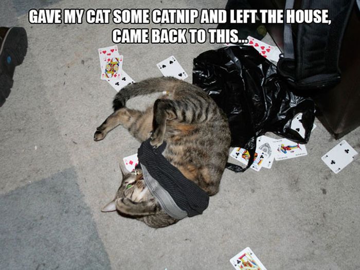 Cats And Cat Nip