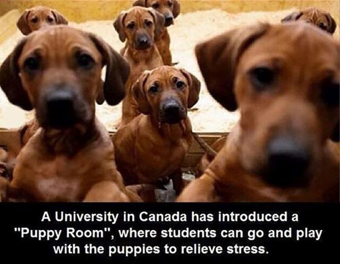 animal reproduction definition - A University in Canada has introduced a "Puppy Room", where students can go and play with the puppies to relieve stress.