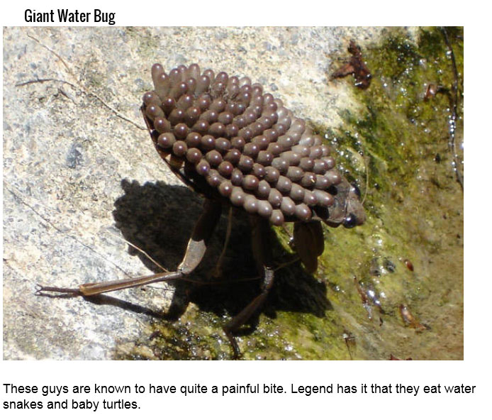 24 Creepy Bugs that You DO NOT Want To Find In Your Shoe