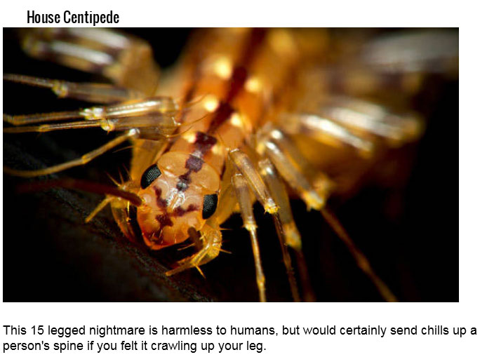 24 Creepy Bugs that You DO NOT Want To Find In Your Shoe