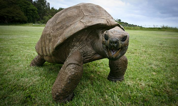 Then and Now Photos of a 182-Year-Old Tortoise
