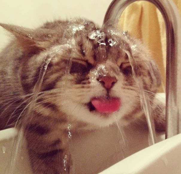 Cats love water ?
