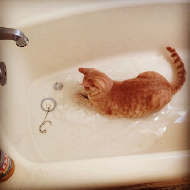 Cats love water ?