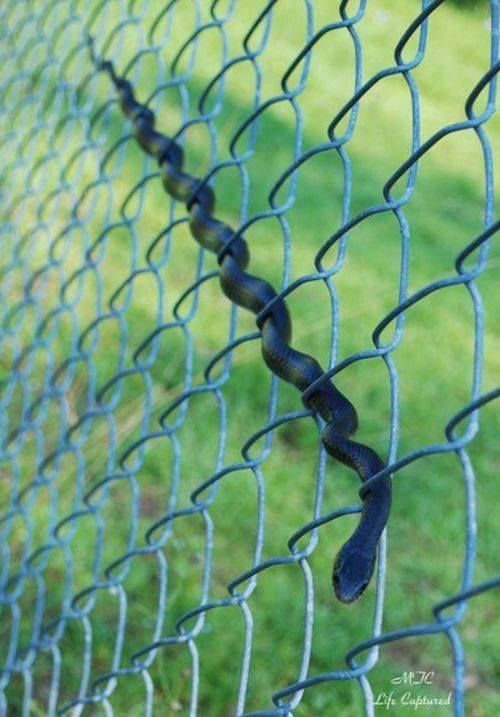 snake on fence - Itc Life Captured