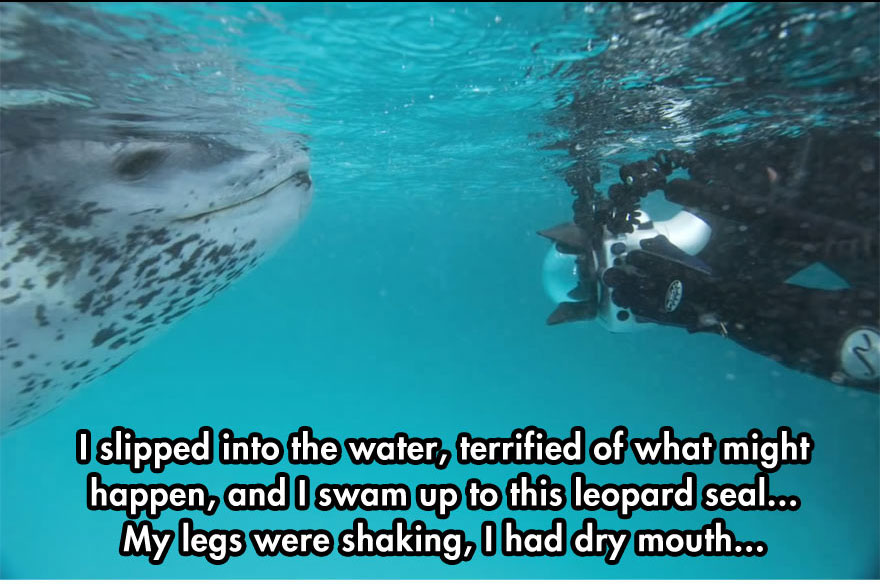 Leopard Seal Tries to Feed a Photographer