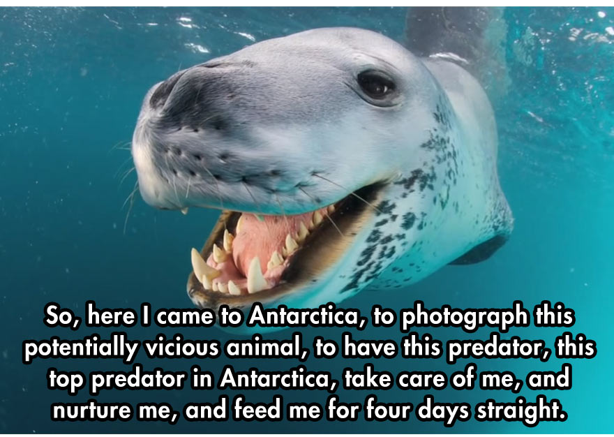 Leopard Seal Tries to Feed a Photographer