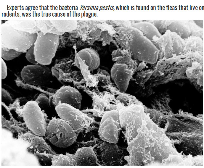 black death virus - Experts agree that the bacteria Yersinia pestis, which is found on the fleas that live on rodents, was the true cause of the plague.