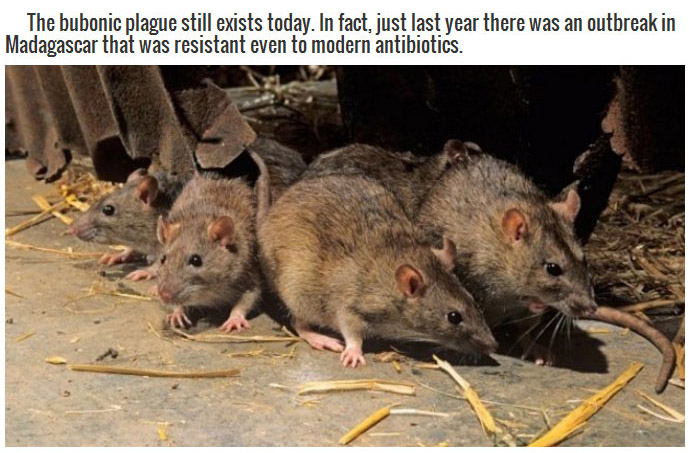 facts bubonic plague - The bubonic plague still exists today. In fact, just last year there was an outbreak in Madagascar that was resistant even to modern antibiotics.