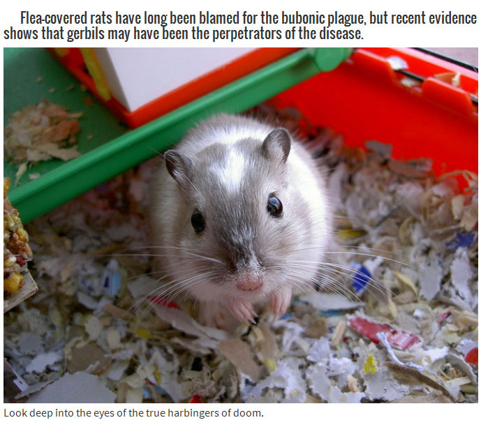 evil gerbil - Fleacovered rats have long been blamed for the bubonic plague, but recent evidence shows that gerbils may have been the perpetrators of the disease. Look deep into the eyes of the true harbingers of doom.