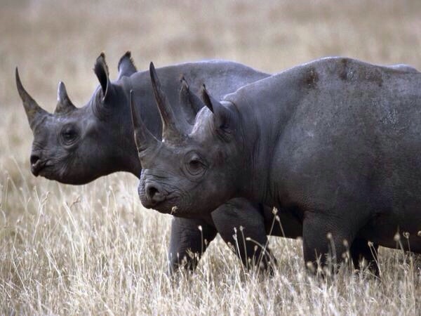 The West African Black Rhino has been officially declared extinct. It was hunted for its horn