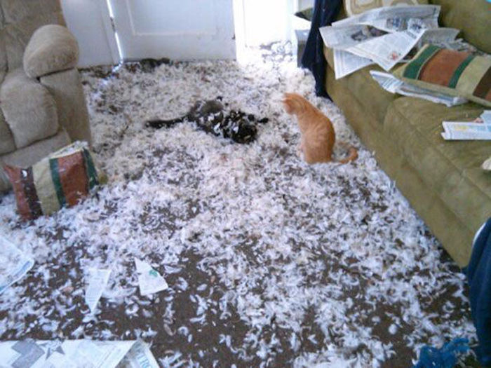 cats causing chaos