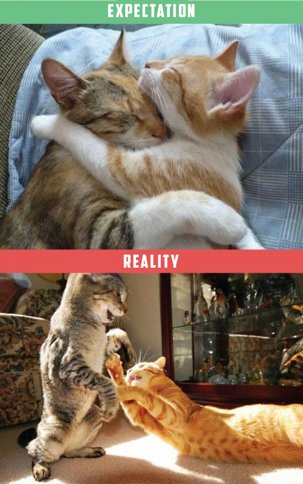 Owning cats expectation vs reality