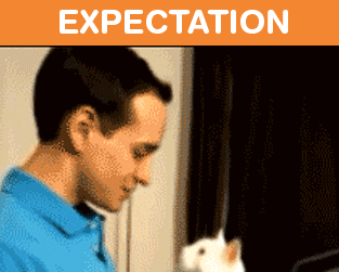 Owning cats expectation vs reality