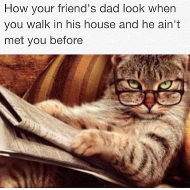 sophisticated cats - How your friend's dad look when you walk in his house and he ain't met you before