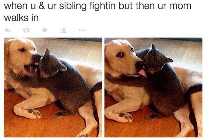 22 Pics That Sum Up Life With Siblings