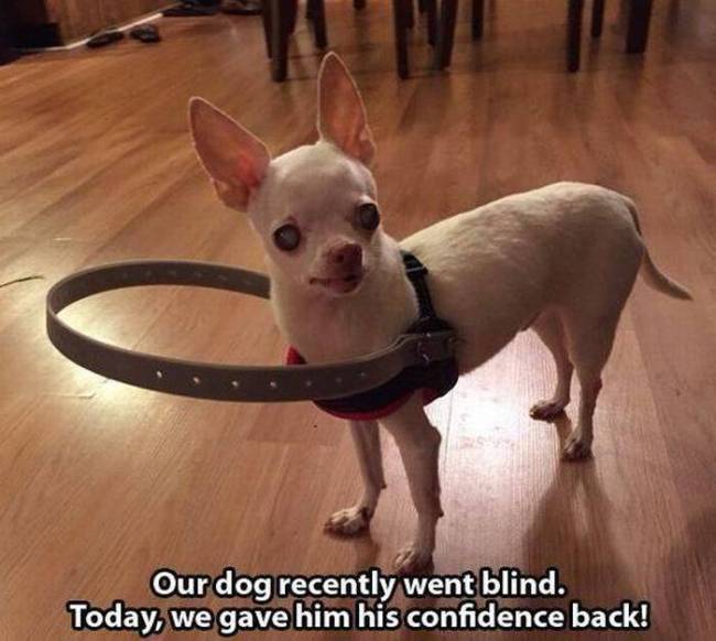 blind dog device - Our dog recently went blind. Today, we gave him his confidence back!