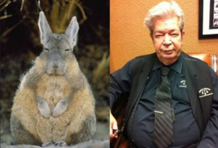 people that look like rabbits