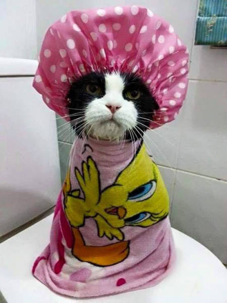 kitten dressed up