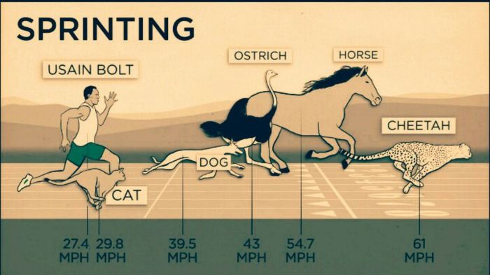 jesse owens vs horse - Sprinting Ostrich Horse Usain Bolt Cheetah Cheetah Dog 61 27.4 29.8 Mph Mph 39.5 Mph 43 54.7 Mph Mph Mph