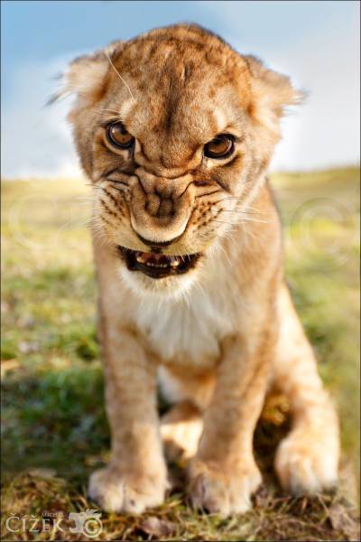 lions facial expressions - Cize