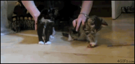 combined gif of old western taking pot shots and cats dropping